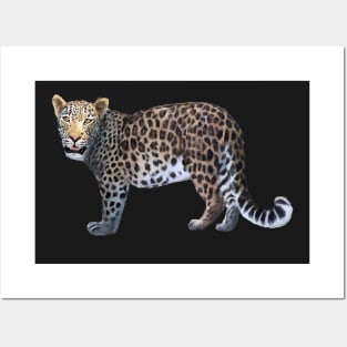 Leopard Posters and Art